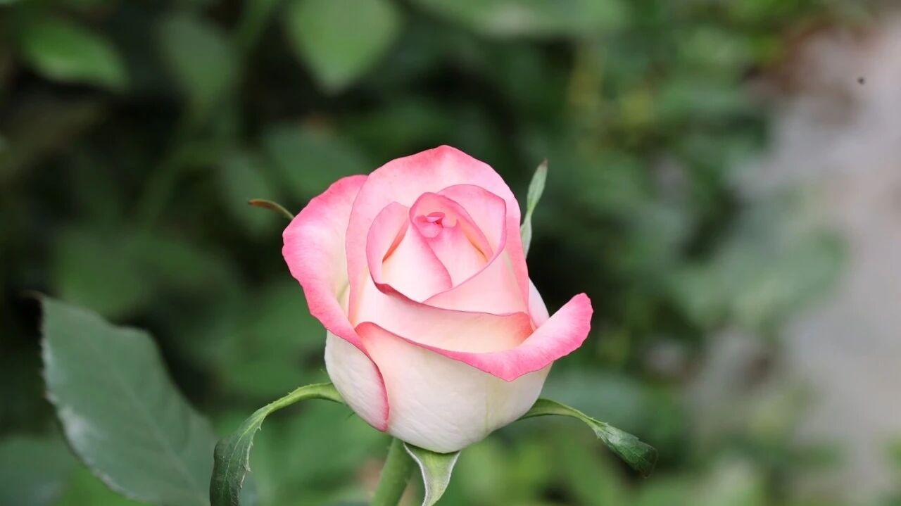 295800496a53443e97d9f237dd5d4c8e.jpg 295800496a53443e97d9f237dd5d4c8e.jpg